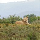 African Lion, posing for a picture on an A&A Adventure in South Africa&#39;s Eastern Cape Province