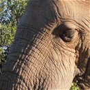 African Elephant at Addo Elephant National Park with A&A Adventures