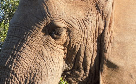African Elephant at Addo Elephant National Park with A&A Adventures African Elephant at Addo Elephant National Park with A&A Adventures