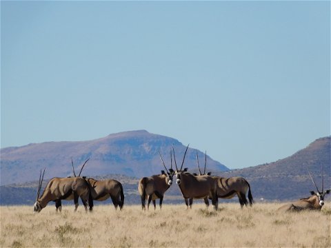 Gemsbok at the Camdeboo National park with A&A Adventures