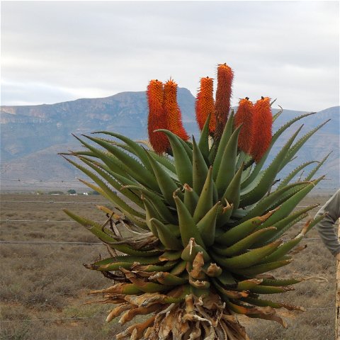 Aloe ferox in the Eastern Cape Karoo, with A&A Adventures in South Africa