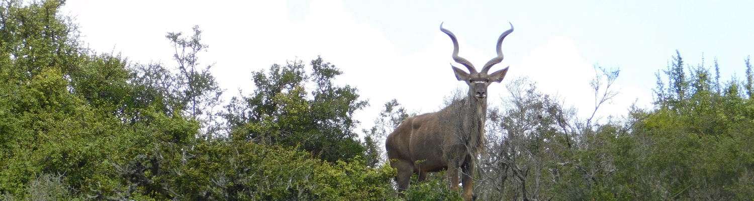 Beautiful Kudu bull at Addo Elephant National Park, with A&A Adventures