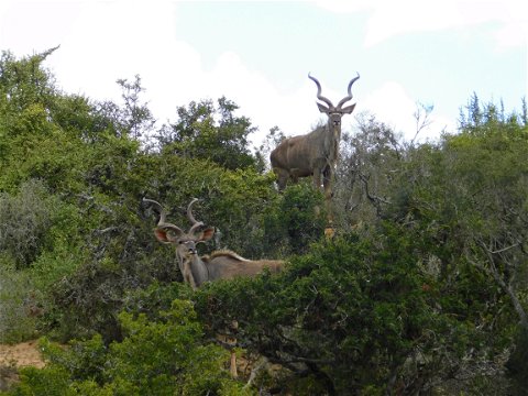 Beautiful Kudu bull at Addo Elephant National Park, with A&A Adventures