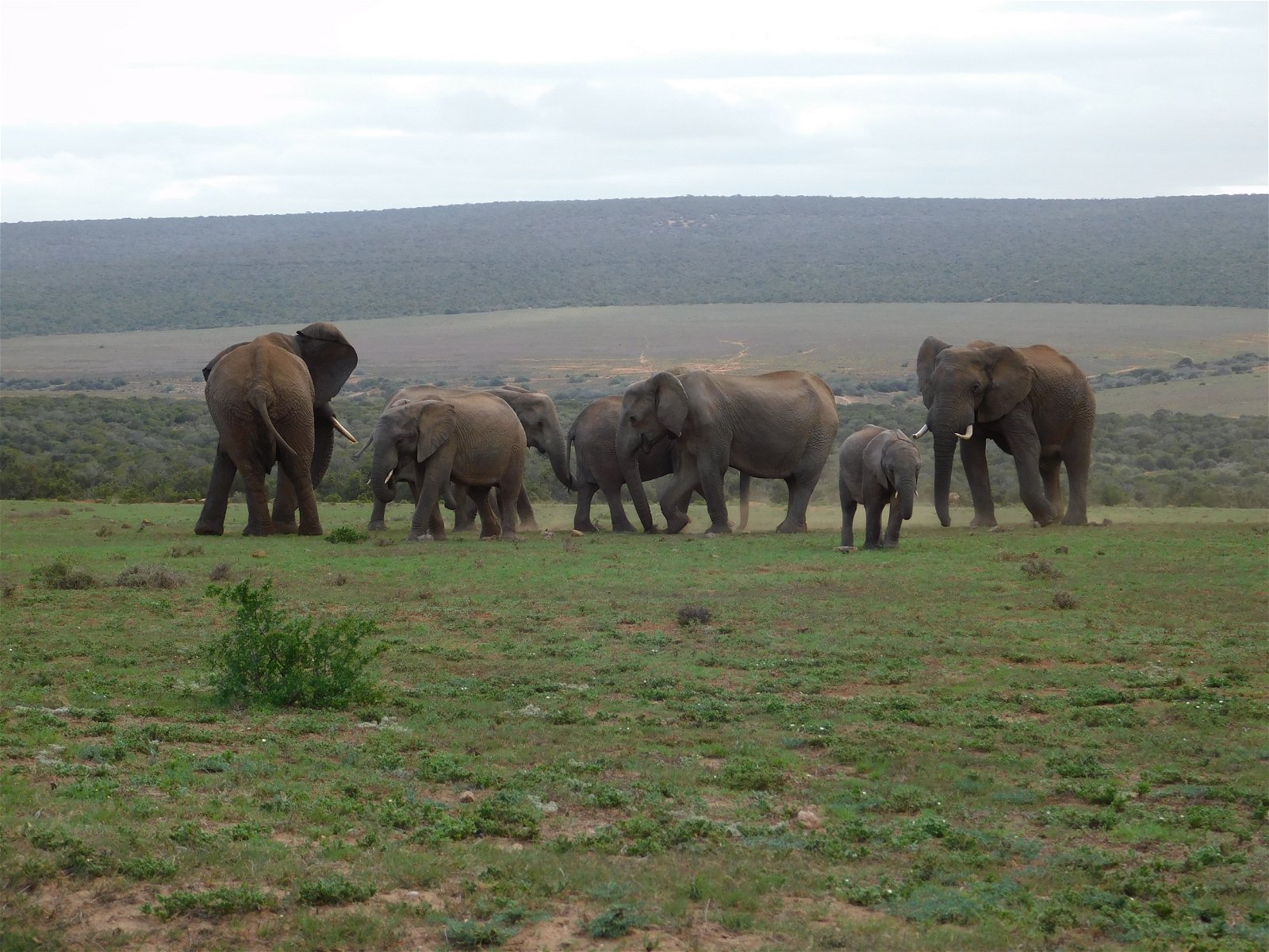 Elephants at Addo Elephant National Park with A&A Adventures