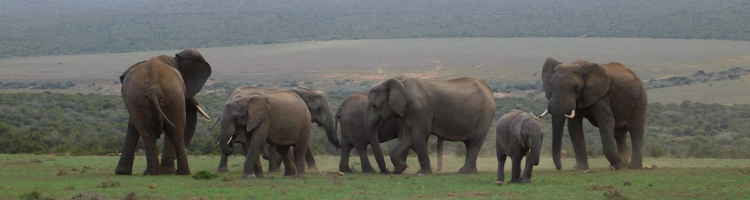 Elephants at Addo Elephant National Park with A&A Adventures