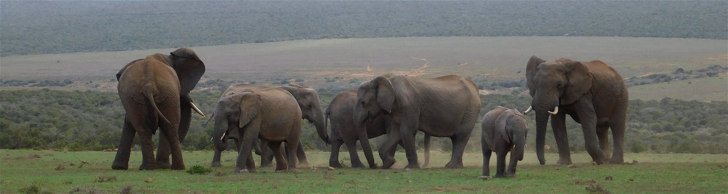 Elephants at Addo Elephant National Park with A&A Adventures