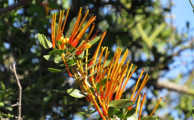 Matchstick plant, Tapinanthus oleifolius, Eastern Cape Karoo, A&A Adventures
