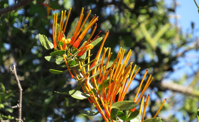 Matchstick plant, Tapinanthus oleifolius, Eastern Cape Karoo, A&A Adventures Matchstick plant, Tapinanthus oleifolius, Eastern Cape Karoo, A&A Adventures