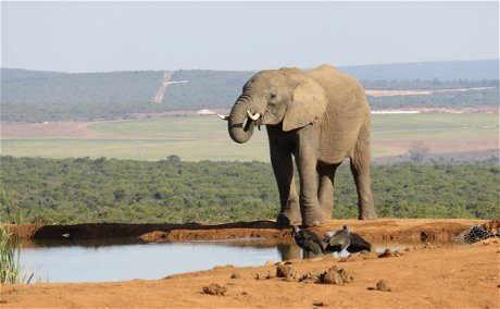 African Elephant on an A&A Adventure in South Africa