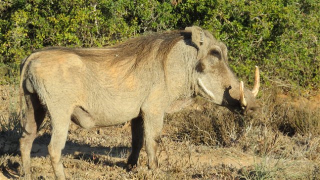 Warthog, with large tusks! A&A Adventures in South Africa's Eastern Cape Province