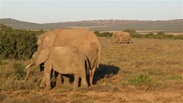 Beautiful Elephant Sightings, A&A Adventures in South Africa