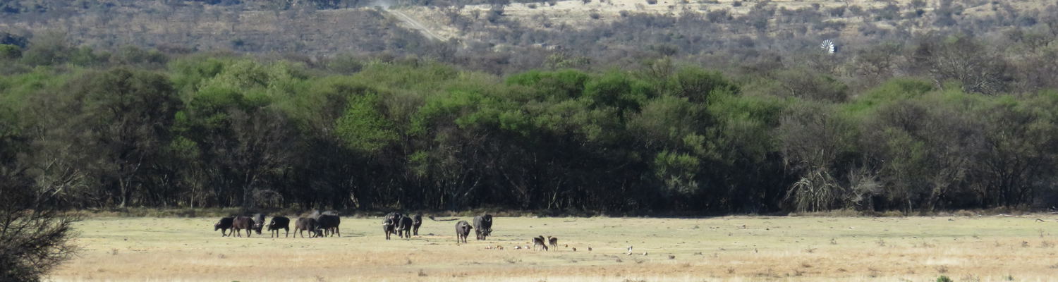Buffalo watching the fly fishing action, Wild Fly Fishing in the Karoo, South Africa