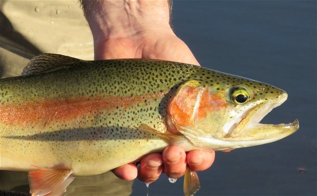 Rainbow trout, Wild Fly Fishing in the Karoo