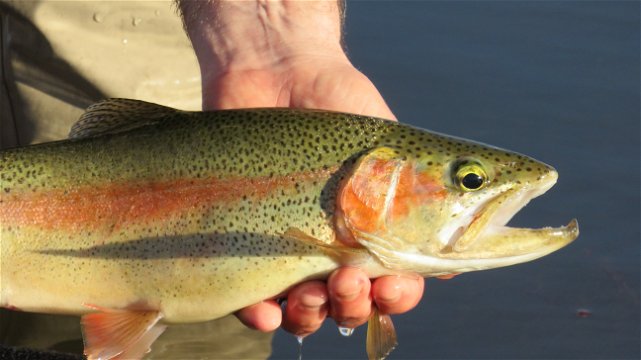 Rainbow trout, Wild Fly Fishing in the Karoo