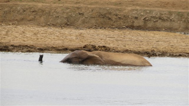 Swimming Elephant! Addo Elephant National Park with A&A Adventures