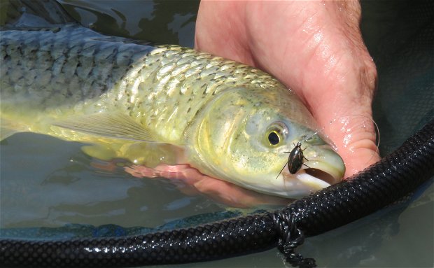 SA Co  Catching Carp on The Fly 