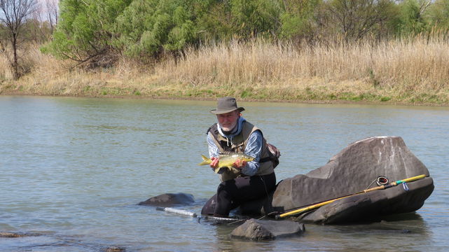 Indigenous yellowfish on the Orange River with A&A Adventures and Wild Fly Fishing in the Karoo