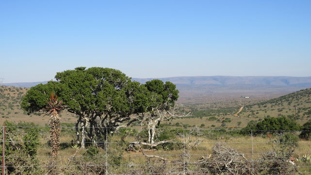 Karoo Vegetation