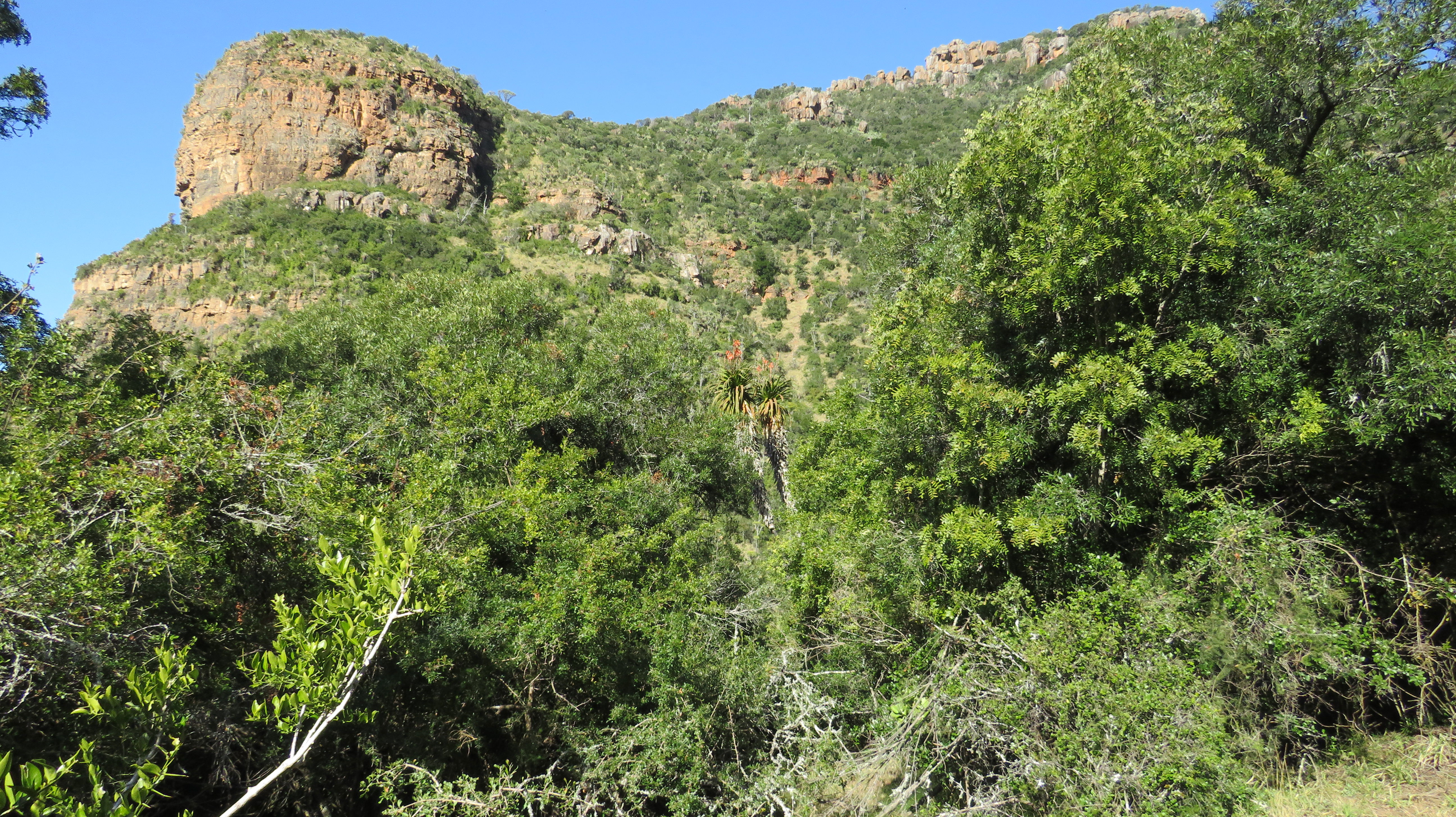 Indigenous forest on the Boschberg, Somerset East, Eastern Cape, South Africa