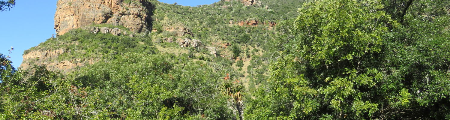 Indigenous forest on the Boschberg, Somerset East, Eastern Cape, South Africa