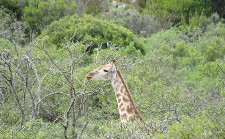 Giraffe browsing in the Karoo by A&A Adventures in SA