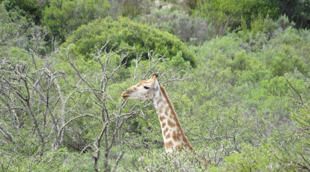 Giraffe browsing in the Karoo by A&A Adventures in SA