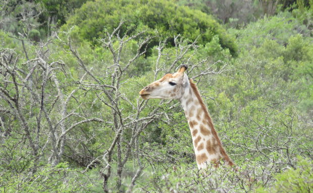 Giraffe browsing in the Karoo by A&A Adventures in SA Giraffe browsing in the Karoo by A&A Adventures in SA