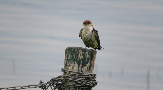 Lesser striped swallow, A&A Adventures in South Africa