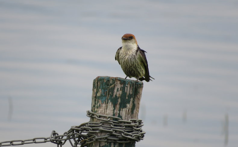 Lesser striped swallow, A&A Adventures in South Africa