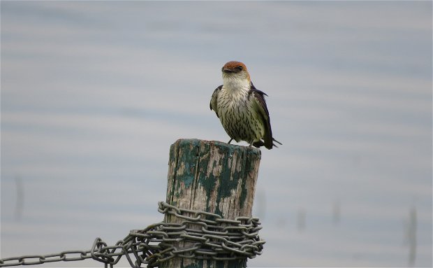 Lesser striped swallow, A&A Adventures in South Africa Lesser striped swallow, A&A Adventures in South Africa