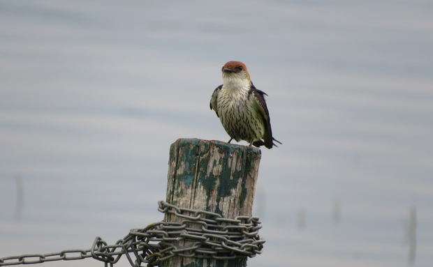 Lesser striped swallow, A&A Adventures in South Africa Lesser striped swallow, A&A Adventures in South Africa