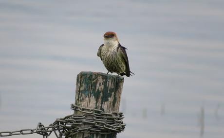 Lesser striped swallow, A&A Adventures in South Africa Lesser striped swallow, A&A Adventures in South Africa