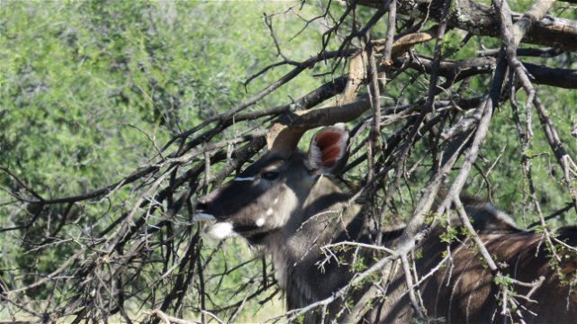 Kudu bull hiding at Mountain Zebra National Park with A & A Adventures
