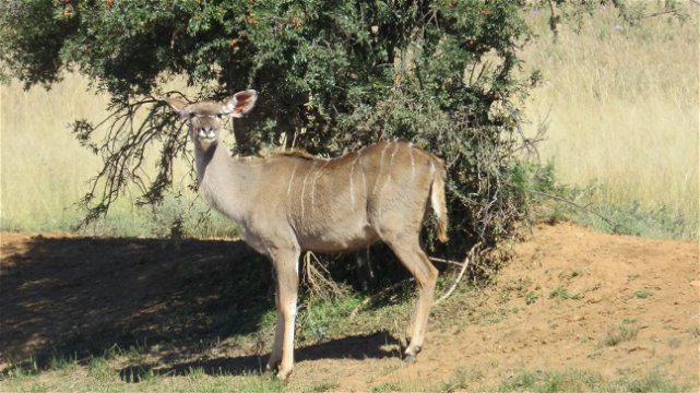 Kudu cow at Mountain Zebra National Park with A & A Adventures
