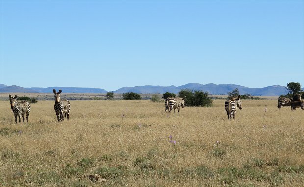 Cape Mountain Zebra at the Mountain Zebra National Park with A & A Adventures Cape Mountain Zebra at the Mountain Zebra National Park with A & A Adventures
