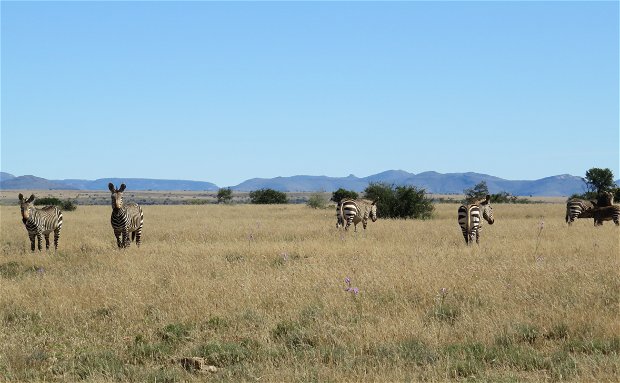 Cape Mountain Zebra at the Mountain Zebra National Park with A & A Adventures