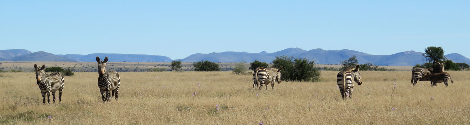 Cape Mountain Zebra at the Mountain Zebra National Park with A & A Adventures
