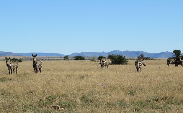 Mountain Zebra National Park with A&A Adventures, South African Safari