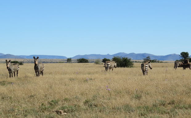 Mountain Zebra National Park with A&A Adventures, South African Safari Mountain Zebra National Park with A&A Adventures, South African Safari