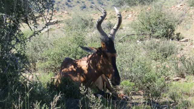 Red Hartebeest at Mountain Zebra National Park with A & A Adventures