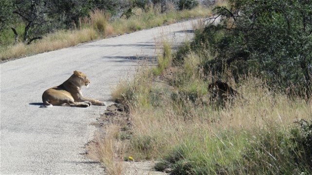 Female lion at Mountain Zebra National Park with A & A Adventures