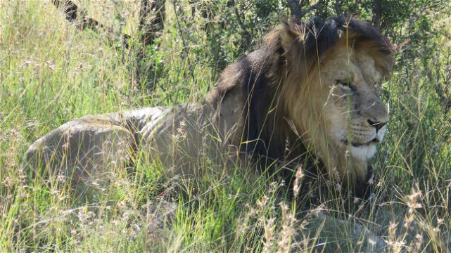 Male lion at Mountain Zebra National Park with A & A Adventures