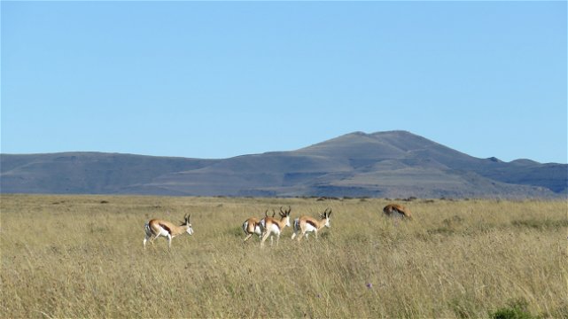 Springbuck at Mountain Zebra National Park with A & A Adventures