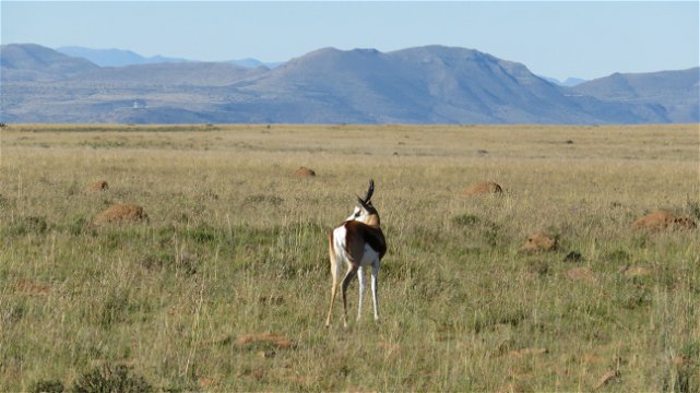 Springbuck at Mountain Zebra National Park with A & A Adventures