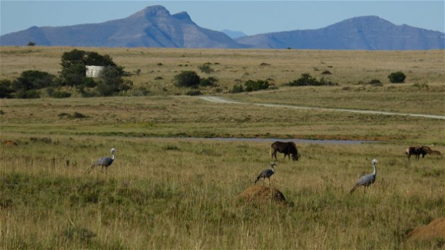 Blue Cranes at Mountain Zebra National Park with A & A Adventures