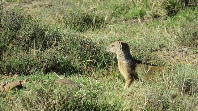 Mongoose at Mountain Zebra National Park with A & A Adventures