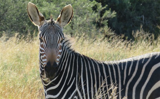 Cape Mountain Zebra at the Mountain Zebra National Park with A & A Adventures