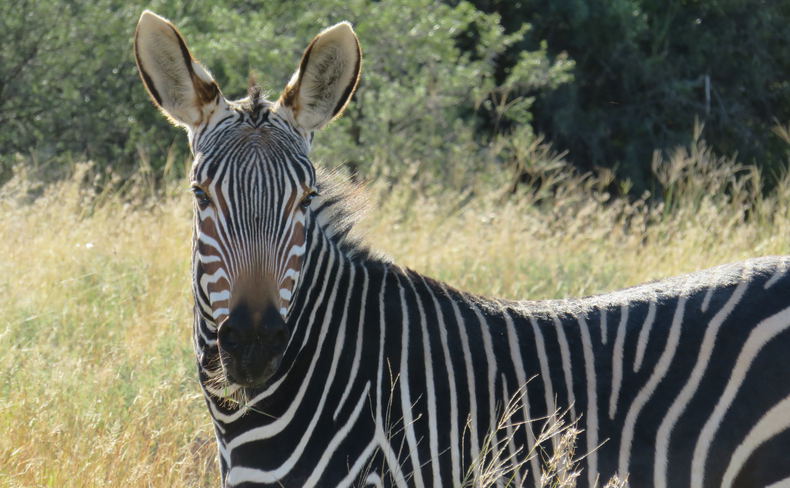 Cape Mountain Zebra at the Mountain Zebra National Park with A & A Adventures Cape Mountain Zebra at the Mountain Zebra National Park with A & A Adventures