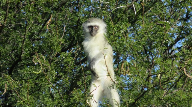 Vervet Monkey at the Mountain Zebra National Park with A & A Adventures