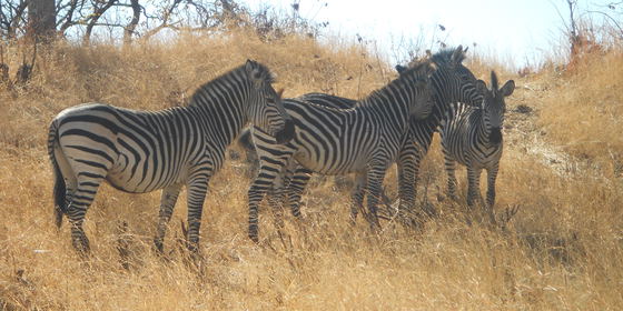 South Luangwa, Victoria Falls and Livingstone